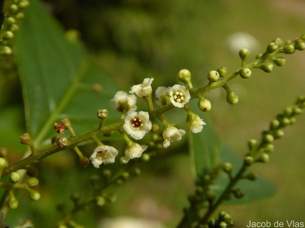 Maesa indica (Roxb.) Sweet
